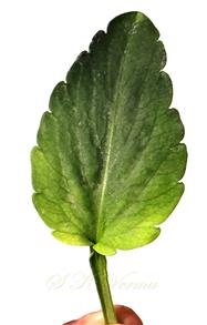  Leaf (Adaxial view)